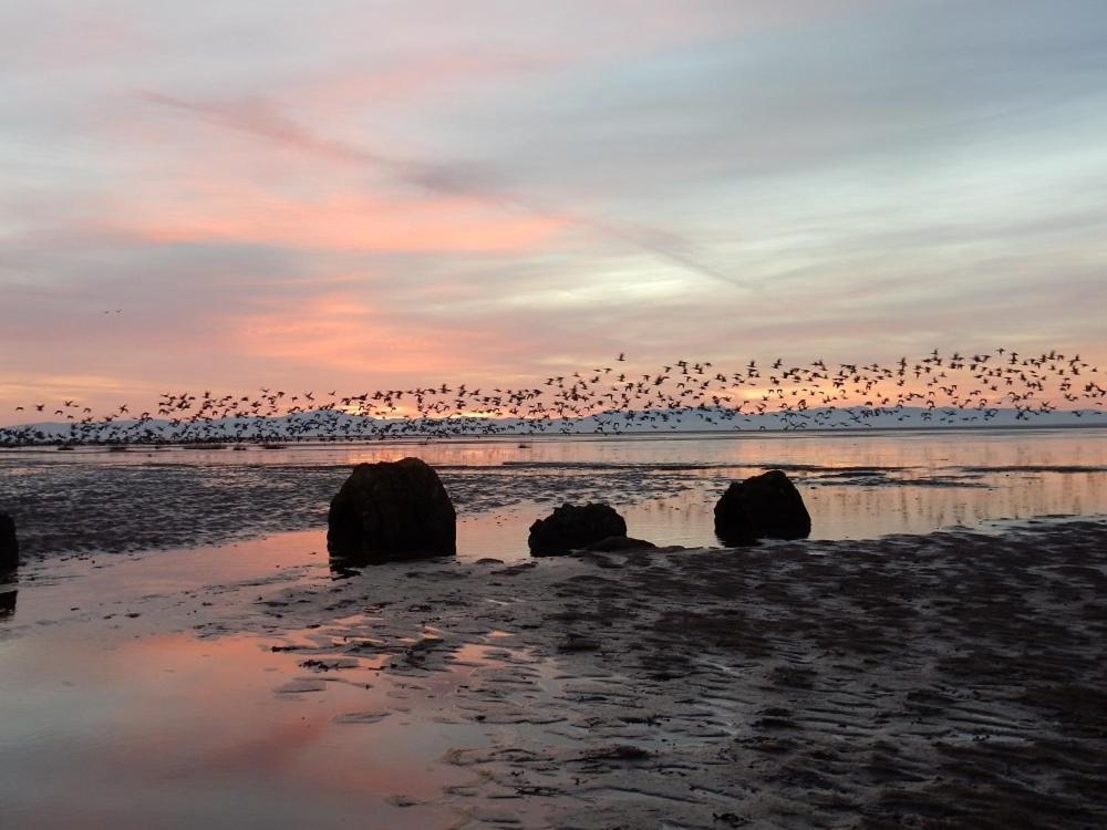 Shelduck Cottage Mainsriddle Dış mekan fotoğraf