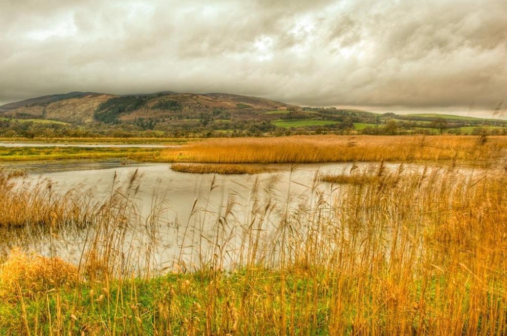 Shelduck Cottage Mainsriddle Dış mekan fotoğraf